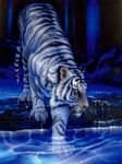 pic for white tiger